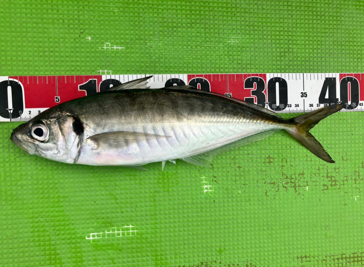 アングラーナーヒャンさんの釣果 2枚目の画像