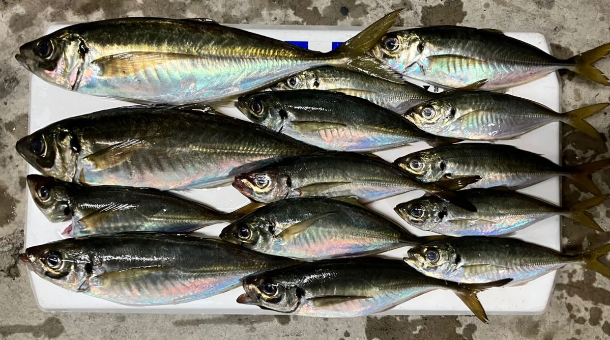 アングラーナーヒャンさんの釣果 3枚目の画像