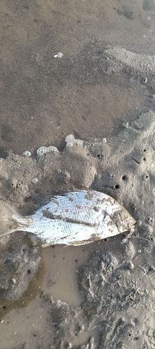 キビレの釣果
