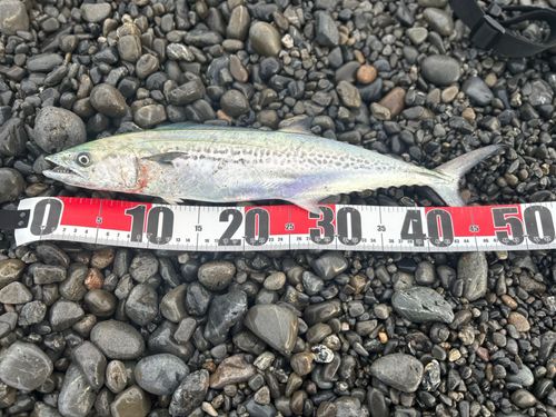 サゴシの釣果