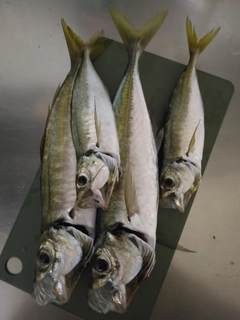 アオアジの釣果