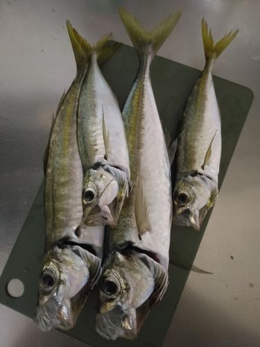 美保湾