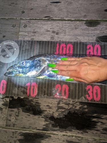 タチウオの釣果