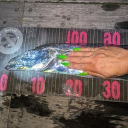 タチウオ