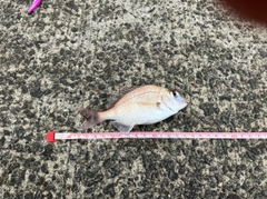 チダイの釣果