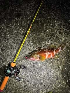 アカハタの釣果