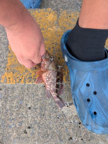 カサゴの釣果