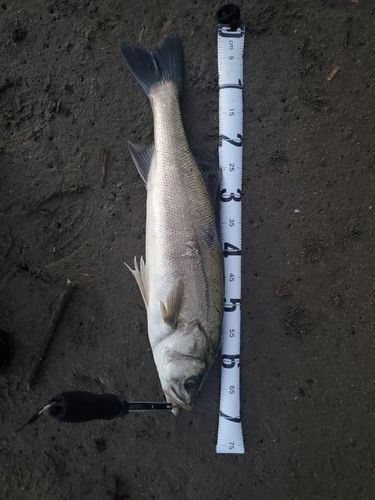 スズキの釣果