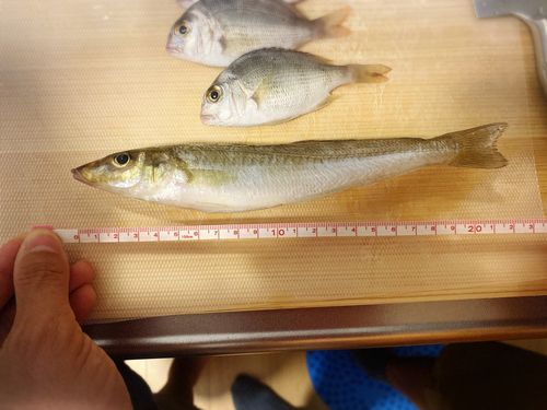 キスの釣果