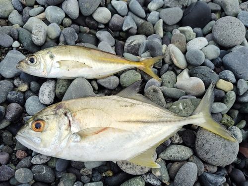 ギンガメアジの釣果