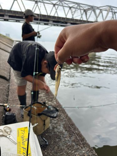 ハゼの釣果