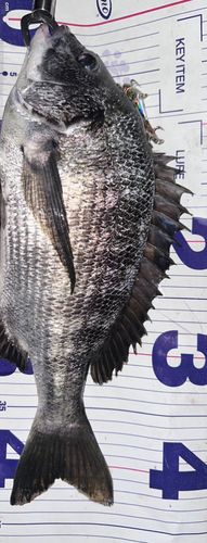 クロダイの釣果