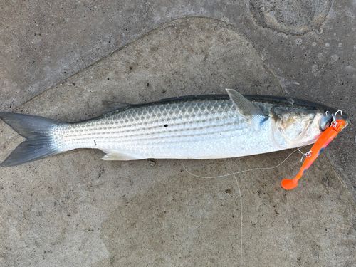 気仙沼湾