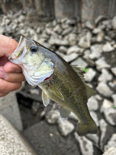 ラージマウスバスの釣果