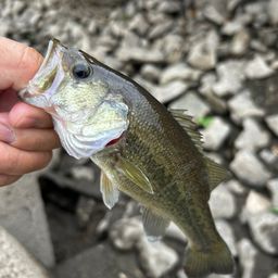 ラージマウスバス