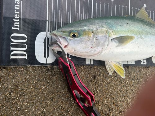 ワカシの釣果