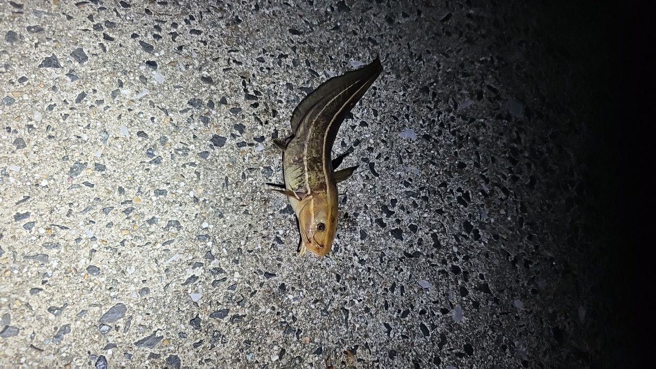 カサゴ