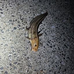 カサゴ