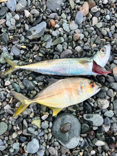 ギンガメアジの釣果