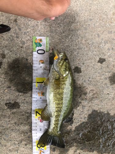 スモールマウスバスの釣果