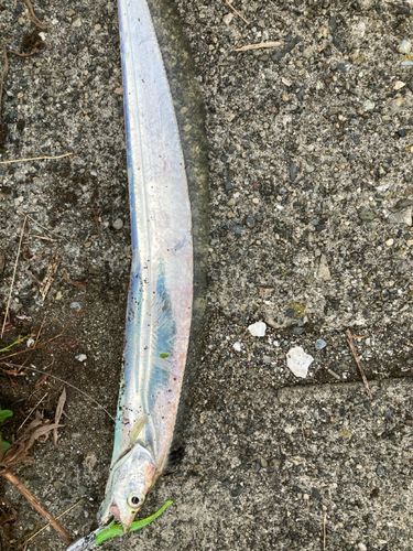 タチウオの釣果