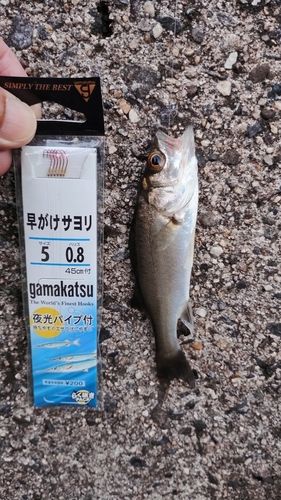 セイゴ（マルスズキ）の釣果