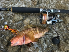 キジハタの釣果