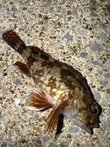 カサゴの釣果