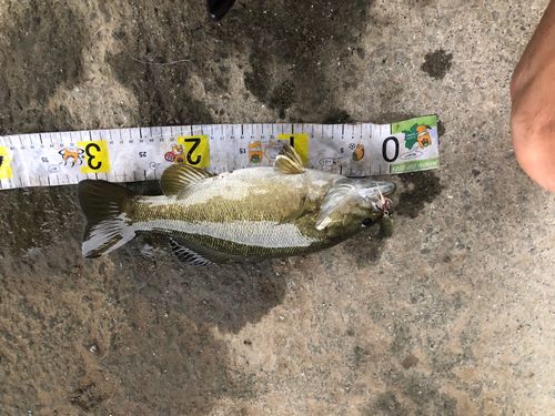 スモールマウスバスの釣果