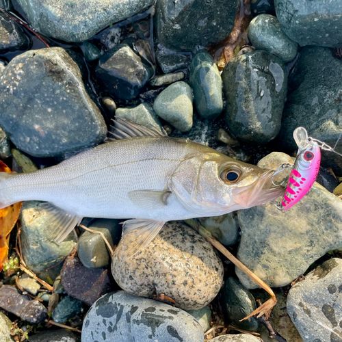 セイゴ（ヒラスズキ）の釣果