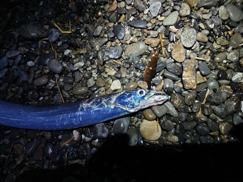 タチウオの釣果