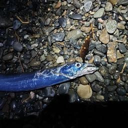 タチウオ