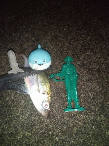 マアジの釣果