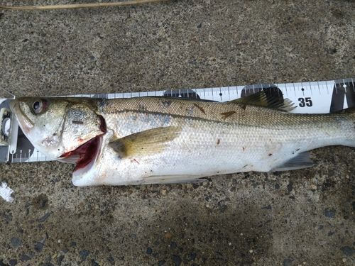 フッコ（マルスズキ）の釣果