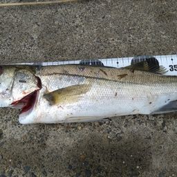 フッコ（マルスズキ）