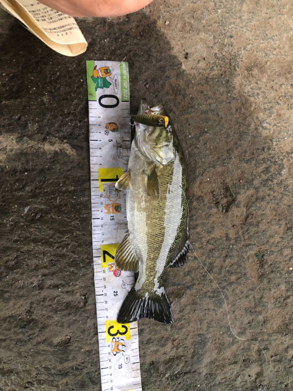 スモールマウスバス