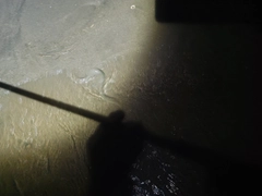 アナゴの釣果