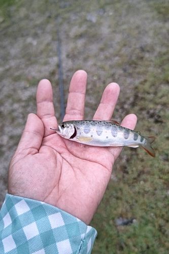 アマゴの釣果