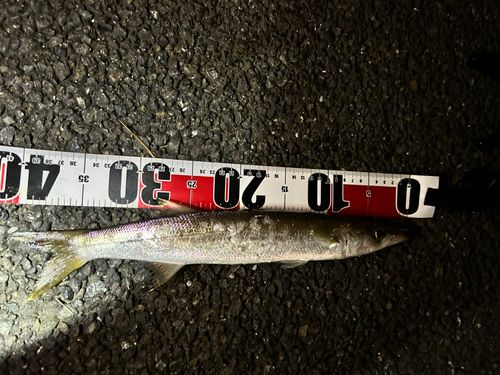 カマスの釣果