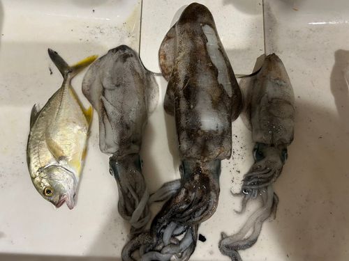 アオリイカの釣果