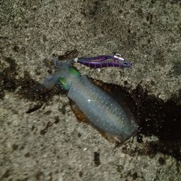 アオリイカ