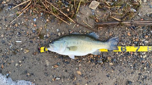 ブラックバスの釣果