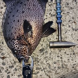 イシガキイシダイ