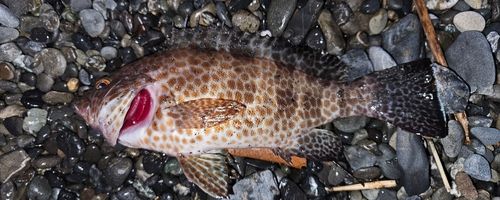 オオモンハタの釣果