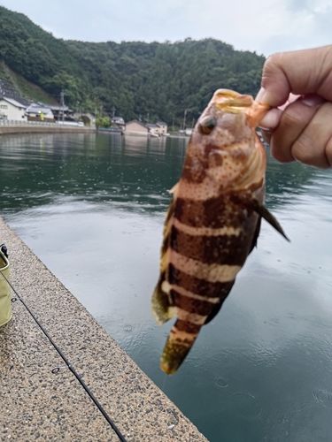 アオハタの釣果
