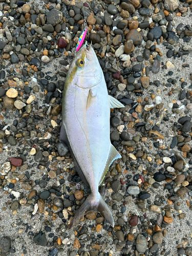 ショゴの釣果