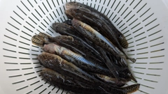 マハゼの釣果