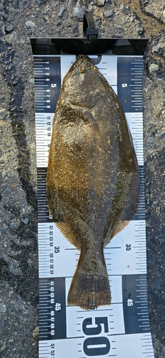 ヒラメの釣果
