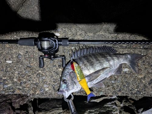 クロダイの釣果