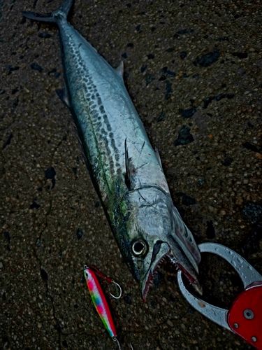 サゴシの釣果